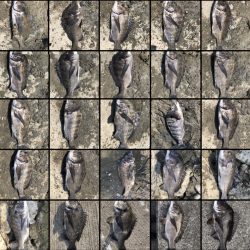 2日連続60枚越え‼️