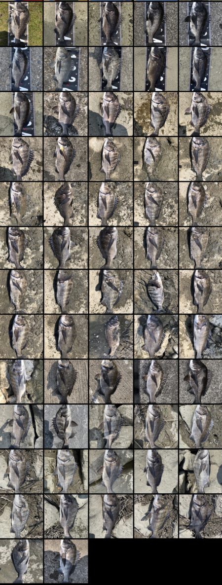 2日連続60枚越え‼️