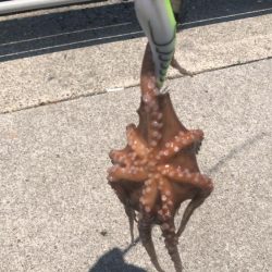 タコ釣りライバル満載でのシーサイド