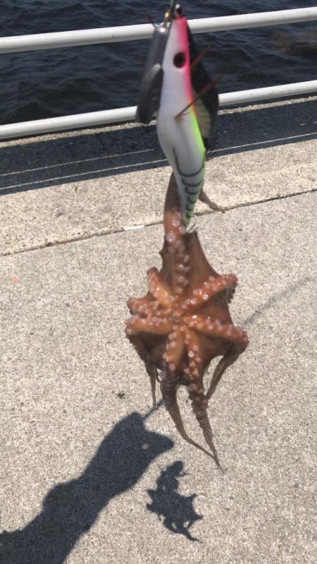 タコ釣りライバル満載でのシーサイド