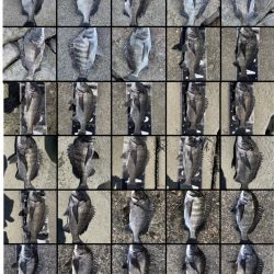 イチノ兄弟、釣果！