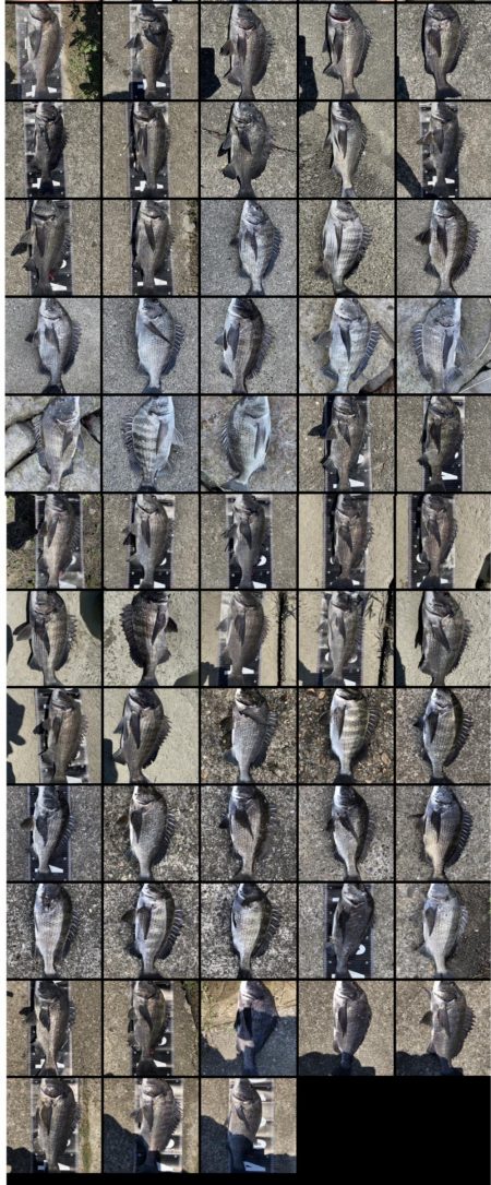 イチノ兄弟、釣果！