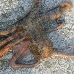 今日もタコ釣ったぞ！