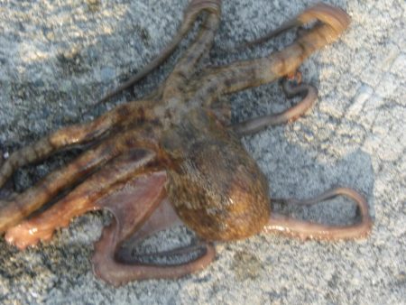 今日もタコ釣ったぞ！