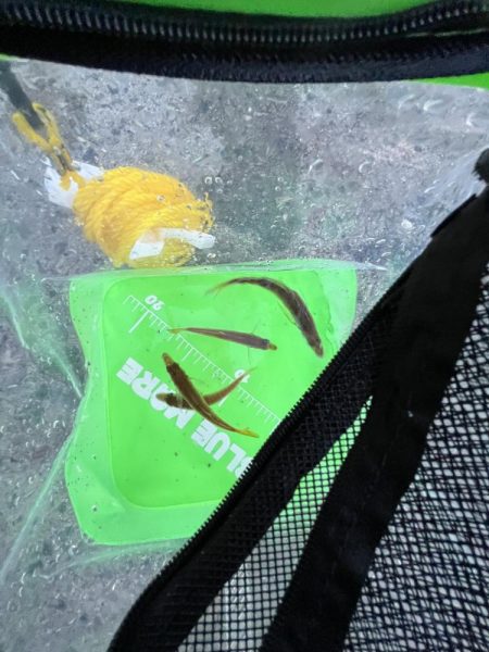 ひでりアジ渋い！