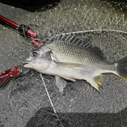 久しぶりのチヌゲー