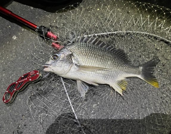 久しぶりのチヌゲー