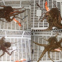 夕方からタコ釣り