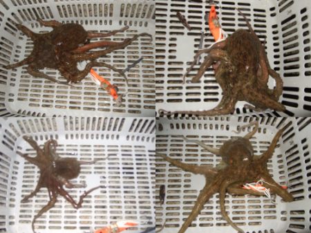 夕方からタコ釣り