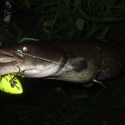 ニューロッドでナマズ