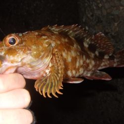 久々にベイトで