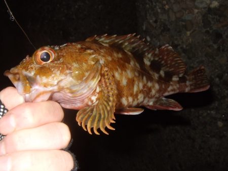 久々にベイトで