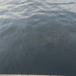 尺アジとタチウオ