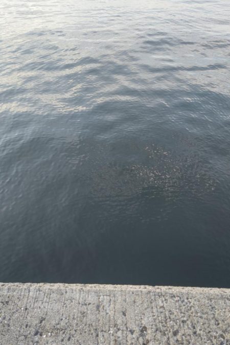 尺アジとタチウオ