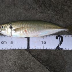 久しぶりの気持ち良い釣果