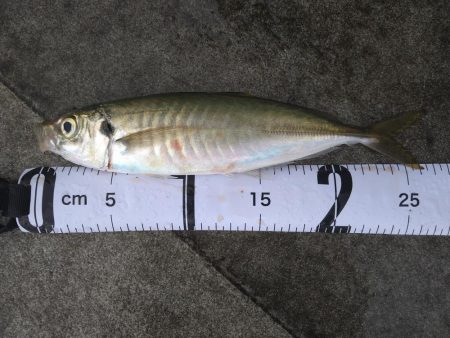 久しぶりの気持ち良い釣果