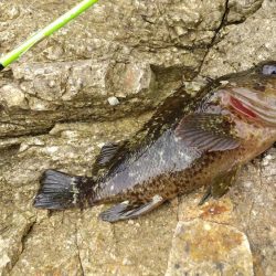 穴釣りでソイの自己記録！！