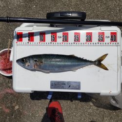 尺鯵自己記録更新