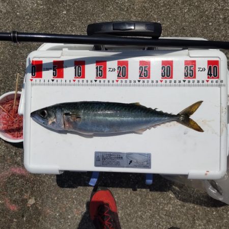 尺鯵自己記録更新