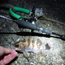 なぜか良型メバル?