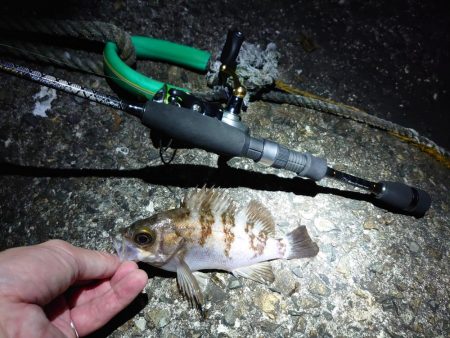 なぜか良型メバル?