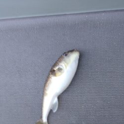 7月最後のタイラバ