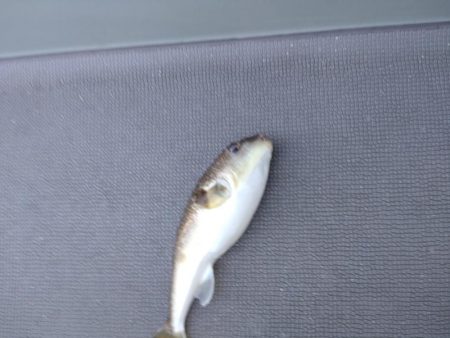 7月最後のタイラバ