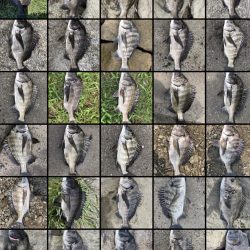 イチノ兄弟、釣果!