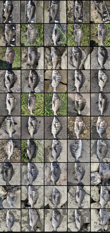 イチノ兄弟、釣果!