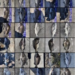 姫路大爆釣‼️