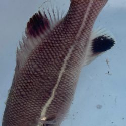 さかなちゃん釣り日記 本荘人工島