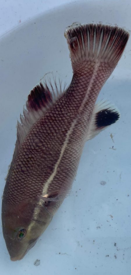 さかなちゃん釣り日記 本荘人工島