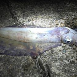 今シーズンもなんとか大型ゲット