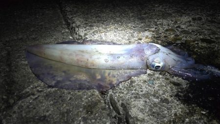 今シーズンもなんとか大型ゲット