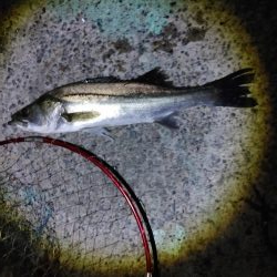 なんとかシーバス50cm