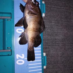 メバルはまだいるけど、イカがいない！