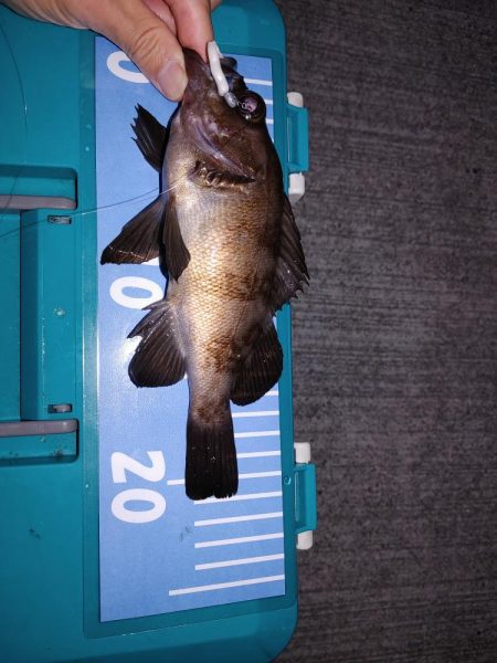 メバルはまだいるけど、イカがいない！