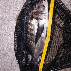 フロートとエギング