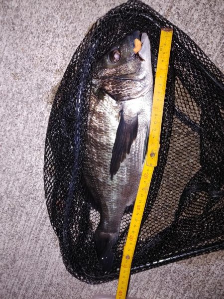 フロートとエギング