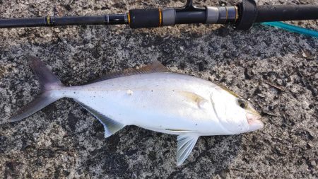 鮫退治したらデカ鯵入れ食い