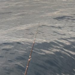 シロイカ好調続く