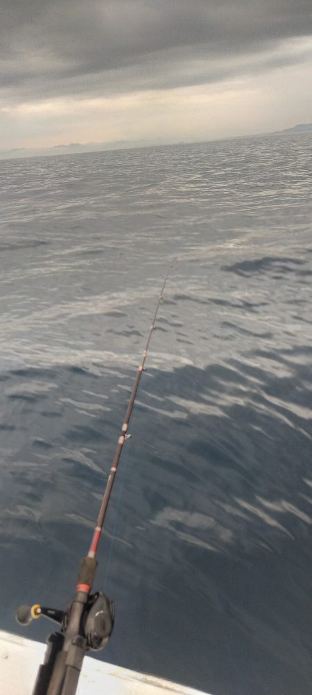 シロイカ好調続く