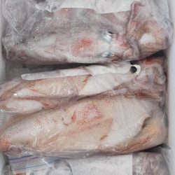 シロイカ好調続く