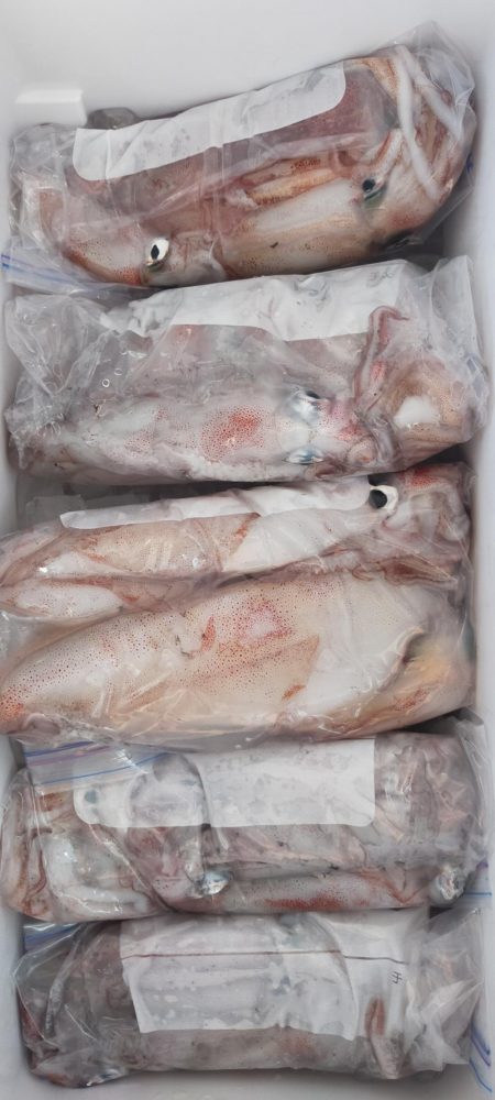 シロイカ好調続く