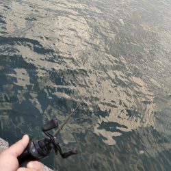 子供とのんびりサビキ