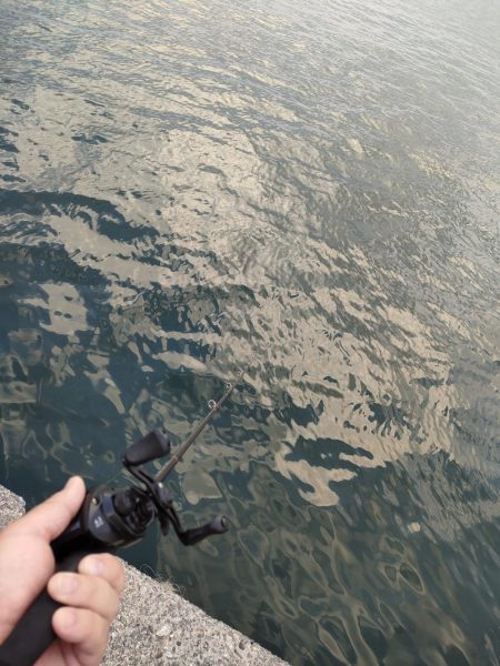 子供とのんびりサビキ