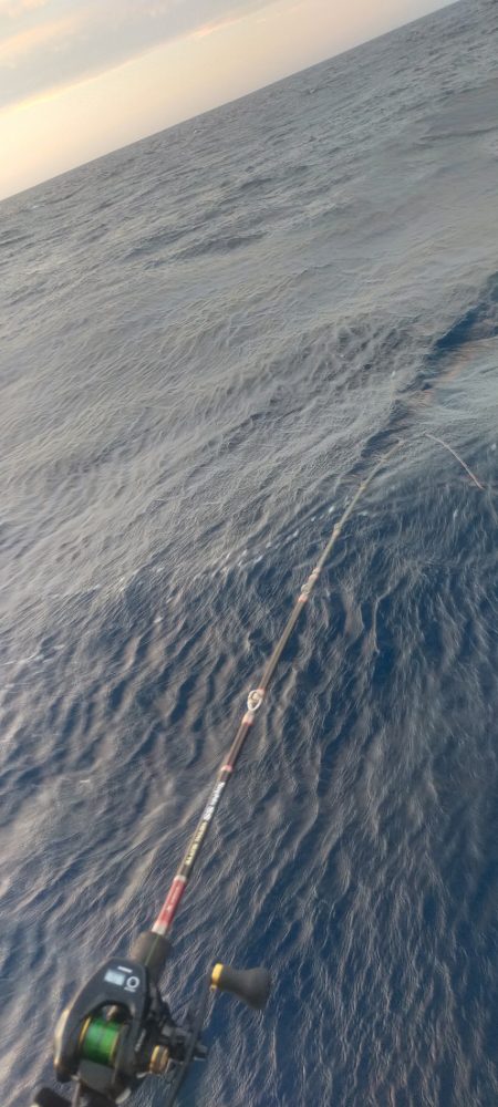 シロイカぼちぼち