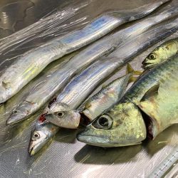 大サバ、夏タチ