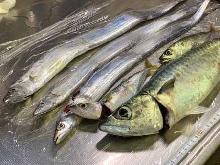 大サバ、夏タチ