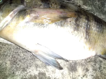 クロダイホイホイ